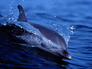 Free Living Dolphins Screensaver screenshot